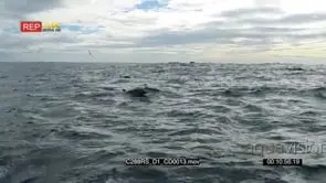 A bait ball of common dolphins in action SHAKY AmCam OVERCAST TOPSIDE