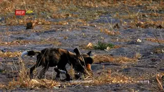 A Pair of African Wild dogs play fighting on the field.