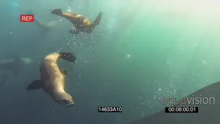 Cape Fur seals playing near camera Common Dolphins feeding off Sardine baitball.