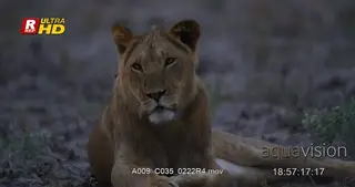 African male Lion laying down, resting and looking towards the camera. MWS.