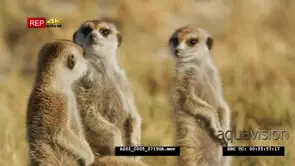 Meerkat group of 4 standing sentinal close up, pair preening
