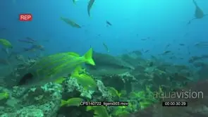 Diver filming Tiger Sharks swimming around underwater in ocean WS TRA HAND