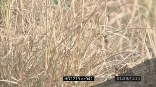 Venomous Puff Adder snake in dry grass CU PAN