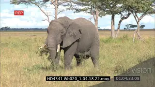 African Elephant walking and grazing on bushveld LS PAN
