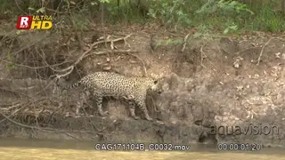Jaguar jumping up the riverbank