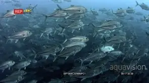 Hundreds of bigeye trevally fish swirl in front of the camera