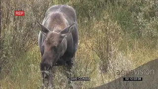 Female moose standing and grazing WS GOOD LIGHT