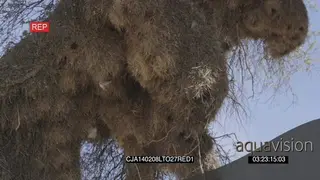Sociable Weaver flock flying in and out of nest