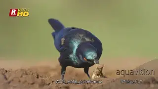 Cape glossy starling standing, removing insect stings and feeding on insects.