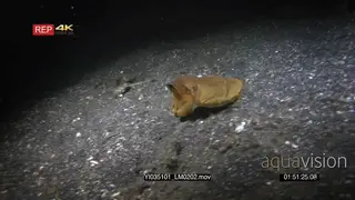 Wide tracking shot of a Broadclub cuttlefish, Sepia latimanus floating above the sea…