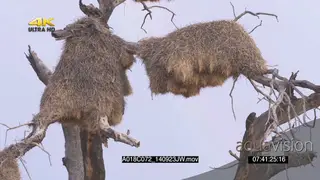 Sociable weaver nests bird flying out onto branch scouting around