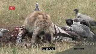 Spotted hyena trying to feed on zebra carcass chasing away White-backed vultures.