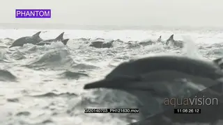 Common Dolphin pod porpoising across ocean PHANTOM