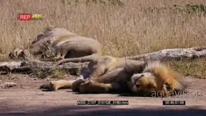 reveal tilt shot of two Kgalagadi male lions Panthera leo with their black mane sleeping