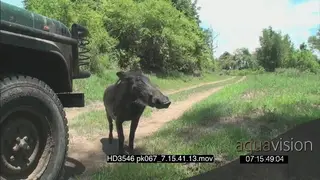Warthog walking towards stationery Vehicle on dirt road