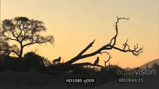 Cheetahs getting off tree stump scouting