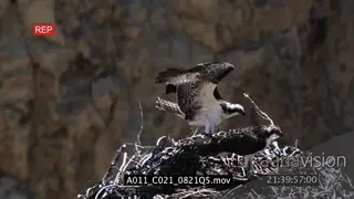Juvenile Ospreys standing in a nest flapping wings flying and landing HA MLS TU TD