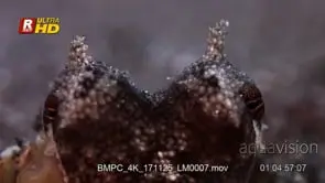 XCU of the eyes and feelers of a coconut octopus also known as Veined octopus.