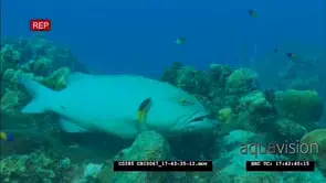Peacock Rockcod getting cleaned by other small reef fish underwater in ocean MLS