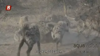 Clan of bloody Spotted Hyena fight, aggressive and attacking each other.