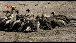 A Flock of White-backed Vultures gathered and feeding on a kill MWS