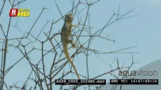 Ground agama holding on to the tree twigs. WS.