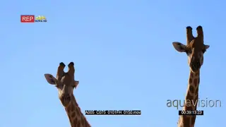 close up shot of two giraffes butting heads, knocking necks and shoving with their hips
