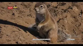 Close up shot of Cape ground squirrel, xerus inauris chewing food