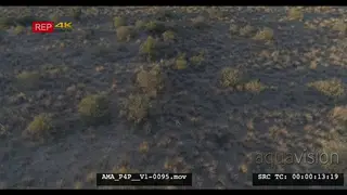 Aerial Drone African lions 3 sleeping resting near bushes