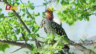 Two Southern red-billed hornbill perched on tree branches, scouting and one flying off.