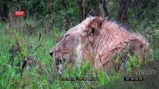 African male Lion laying in bushveld looking at camera MCU