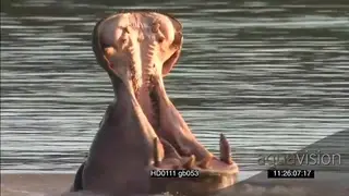 Hippo pod calfs social behaviour yawning resting Bull aggressive intimidation behaviour.