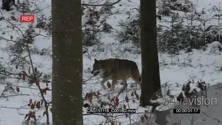 Gray Wolf walking around in snowy forest LWS PAN