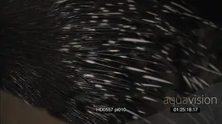 Cape Porcupine scouting around Profile shot of body and quills at NIGHT