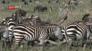 A Large Dazzle of Zebras and a Herd of Blue Wildebeests grazing moving walking on the.