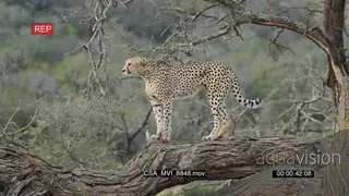 Cheetah on dead tree focused look across frame hunting