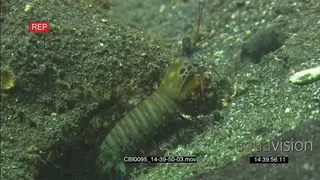 Peacock mantis shrimp walking