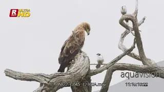 Tawny eagle and two eaglets perched on tree branch and looking around.
