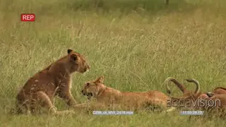 Lion pride with young come in to feed on Wildebeets kill, savannah