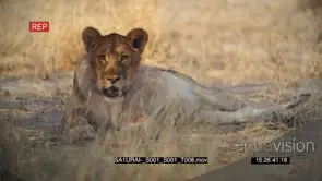 African lioness laying down looking towards the camera