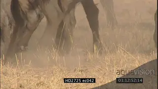 Herd of buffalos running MCU TU PAN