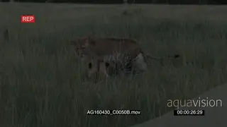 African Lion pride surrounding stalk hunting Cape Porcupine with raised quills defensive.