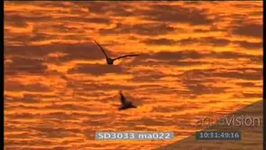Silhouette shot Sea birds Cape Gannets flying across ocean orange clouds