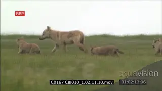 Adult Wolf with puppies running around and playing FOCUS PULL GREEN