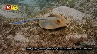 A Tracking shot of a Bluespotted Ribbon Ray.