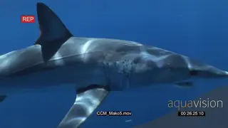 Mako Shark swimming underwater in ocean passing by camera UW