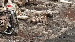 Tiger carcass bones after being poached