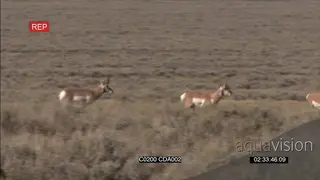 A herd of Pronghorns walking and grazing with one just standing and looking around.