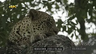 Leopard sleeping in a tree CU