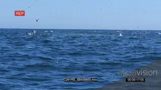 A flock of cape gannets floating, flying, diving in the water and fishing SHAKY GOOD LIGHT